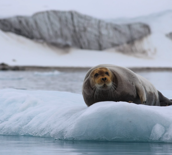 Quark Expeditions Walrus  Sighting